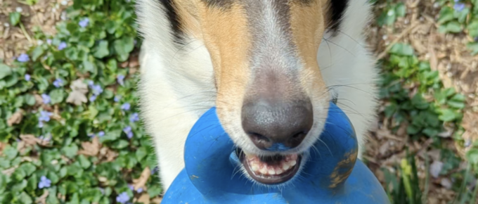 Collie holding ball